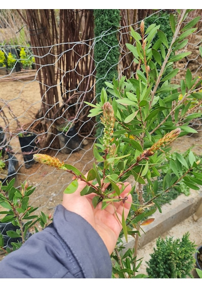 Saksılı Fırça Çalısı Fidanı 3 Yaş (callistemon Laevis)