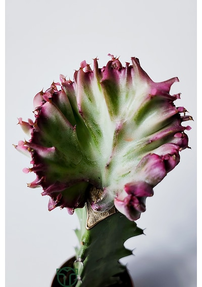 Euphorbia Lactea Cristata Variegata Özel Seri Koleksiyon Aşılı Form 5.5 Cm Saksıda 1 Adet