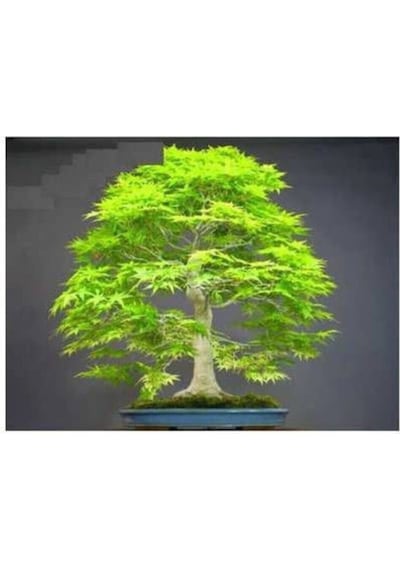 Nadir Ithal Bodur Redwood Bonzai Ağacı Tohumu Ekim Seti 5 Tohum Saksı Toprak Kombin