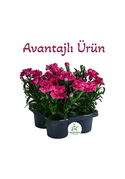 Mis Kokulu Fuşya Renk Karanfil Çiçeği Avantajlı Ürün 4 Adet Saksılı 15-25cm Dianthus