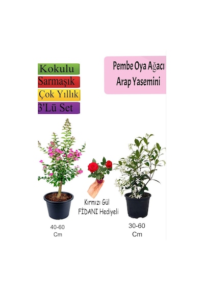 Pembe Oya Ağacı+ Arap Yasemini + Kırmızı Gül Fidanı Hediyeli
