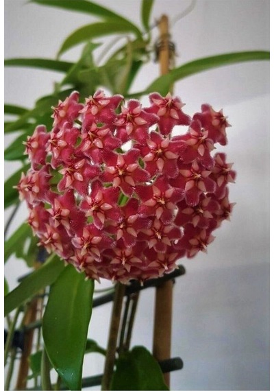 Thebestonline Mum Çiçeği Kırmızı Hoya Carnosa Kokulu 1.kalite 9 Cm Saksıda