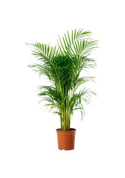 Areka Palmiyesi 140-160cm