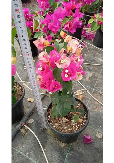 Ebruli Renk Sarmaşık Begonvil Çiçeği 35/50cm