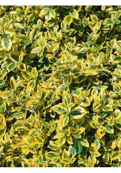 Gold Taflan Fidanı Euonymus Japonicus 'aureomarginatus' - 2 ...