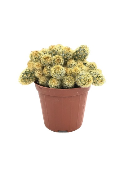 Mammillaria Elongata 'Subcrosea' (Kaktüs) Ø8,5 CM Y10-15 CM