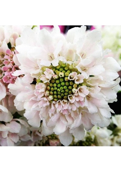 5 Adet Scabiosa Fama White Tohumu