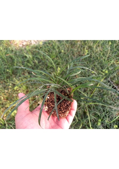 Osmanlı Çimi 40 Adet - Yer Örtücü Bitki 'ophiopogon Japonicus'