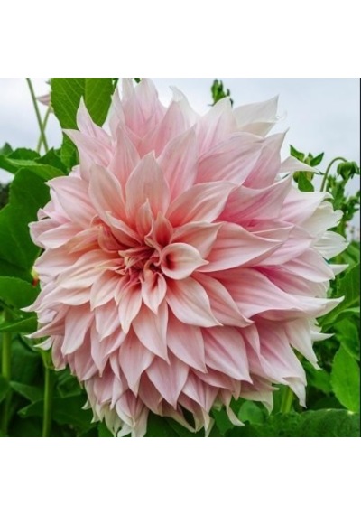 Pembe Dahlia Çiçeği Tohumu 30+ Tohum N113981