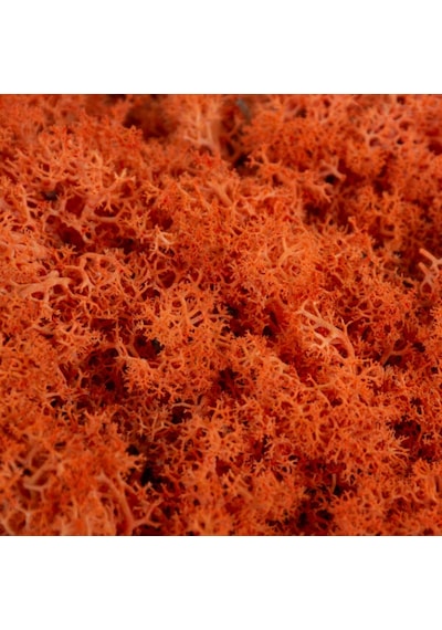 Trend Bahçe Turuncu Şoklanmış Reindermoss Teraryum Yosunu 50 G