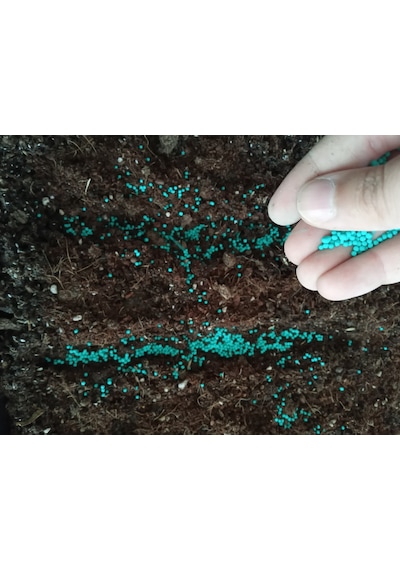 Fare Kulağı Tohumu 500 GR Dichondra Repens Fare Kulağı Çim Tohumu