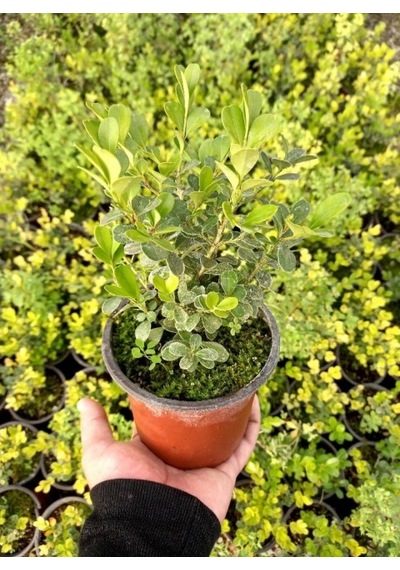 Şimşir Fidanı Buxus Sempervirens Rotundifolia 5 Adet