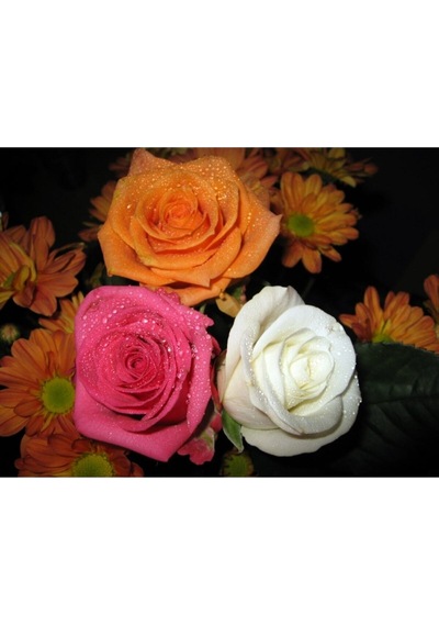 Beyaz Pembe Ve Narçiçegi Yediveren Kokulu 30 60 Cm Saksılı 3 Adet Aşılı Gül Rose