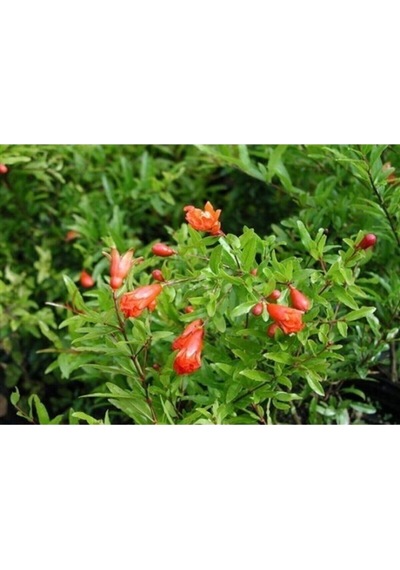 Bodur Süs Narı Çiçeği Fidanı 1 Adet Saksılı/ Tüplü 30-60cm Bahçe Bitkisi Dwarf Pomegranate