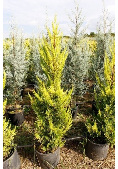 Limoni Servi Cupressus Macrocarpa Goldcrest