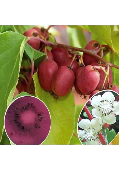 Kivi Fidanı Mini Kivi Actinidia Arguta Weiki