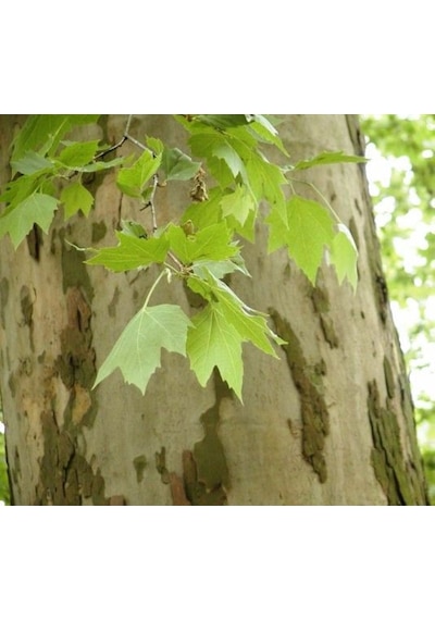 Londra Çınarı Ağacı Platanus X Acerifolia Fidanı 2 Yaş