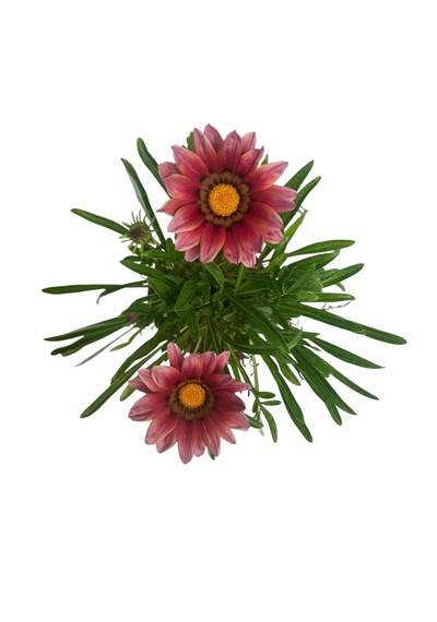 Gazanya Çiçeği/ Gazania Rigens Saksılı 30-50cm 2 Adet Çiçeksiz