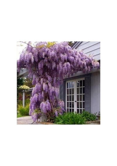 Wisteria Floribunda Mor Salkım Fidanı 10-20 Cm