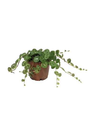 Peperomia Prostrata (Kaplumbağa Kabuğu Çiçeği) Ø5,5 CM Y0-10 CM Peperomia Prostrata (Kaplumbağa Kabuğu Çiçeği) Ø5,5 CM Y0-10 CM