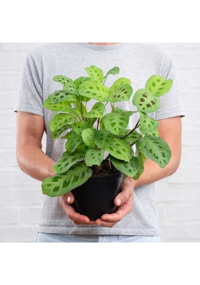 Dua Çiçeği  (Maranta Kerchoveana)  20 cm