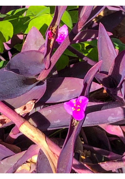 Videolu Telgraf Çiçeği Kara Sevda 20 40 Cm 1adet Saksılı Çiçekli Iç Dış Mekan Bitkisi Tradescantia