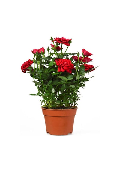 Videolu Isparta Meyland Yediveren Kırmızı Kokulu 15 25 Cm 1 Adet Aşılı Gül Red Rose