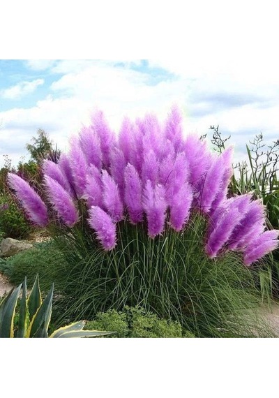 50 Adet Daisy Garden Purple Pampas Tohumu