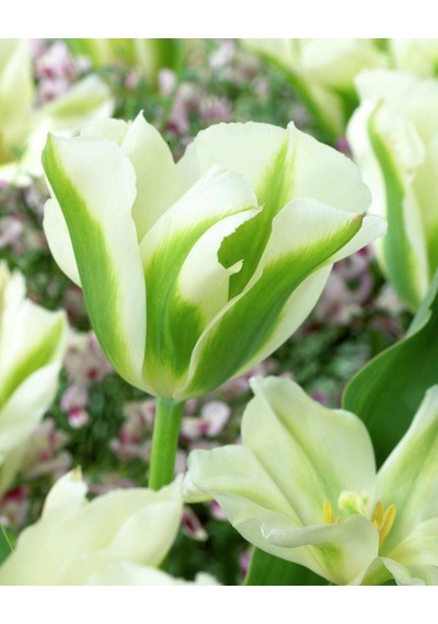 Özel Spring Green Lale Soğanı 5 Adet