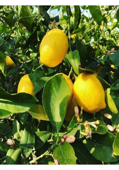 Videolu Mis Kokulu 1 Adet Yediveren Limon Fidanı 80-100cm Saksılı Lemon Sapling