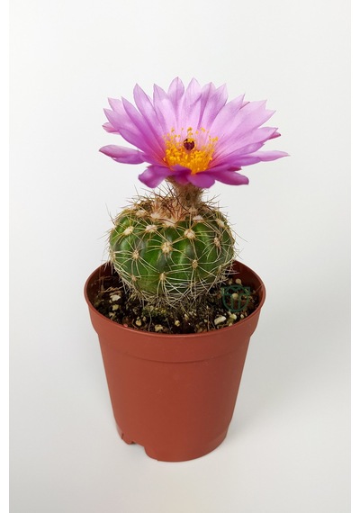 Natocactus Ubelmanianus Pembe Çiçek Açan Kaktüs Özel Tür Saksıda 5.5 CM