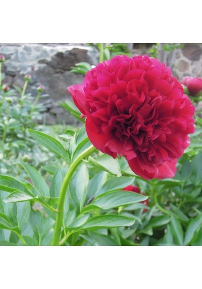 Red Color Peony Kırmızı Renkli Şakayık Çiçeği Yumrusu 1 Adet