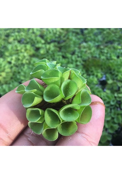 Salvinia Cuculatta 2 Kök Su Üstü Bitkisi 2 Adet