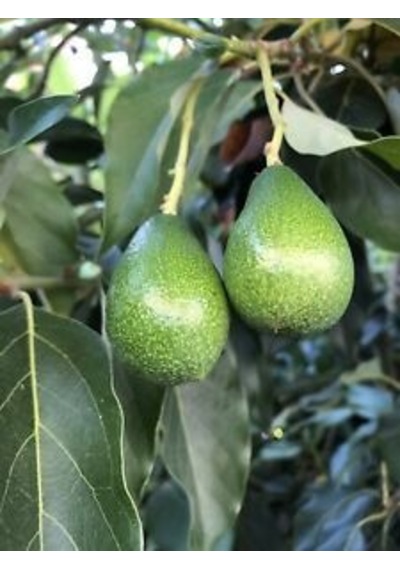 Aşılı Tüplü 2 Yaş Zutano Avokado Boy 80-110 Cm