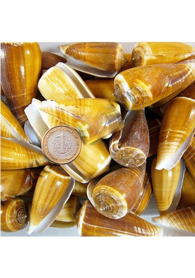 Tahtakale Toptancı Conus Magus Kiloluk Deniz Kabuğu 1 Kg