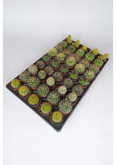 45 Adet Özel Tür Kaktüs 5 Erli Set 1 Viyol 5.5 Cm Saksıda