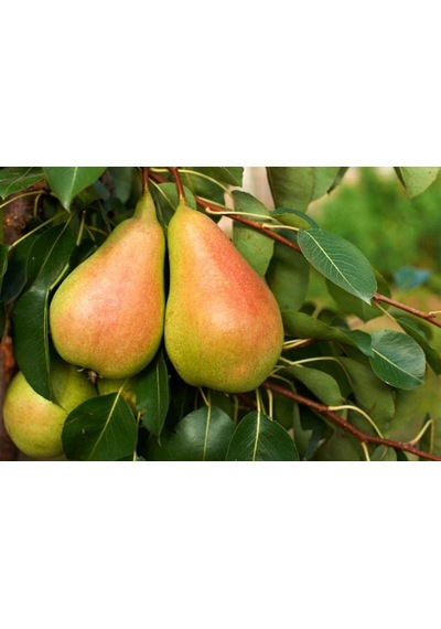 Etruşka Armut Fidanı "pyrus Communis" 2 Yaşında Tüplü