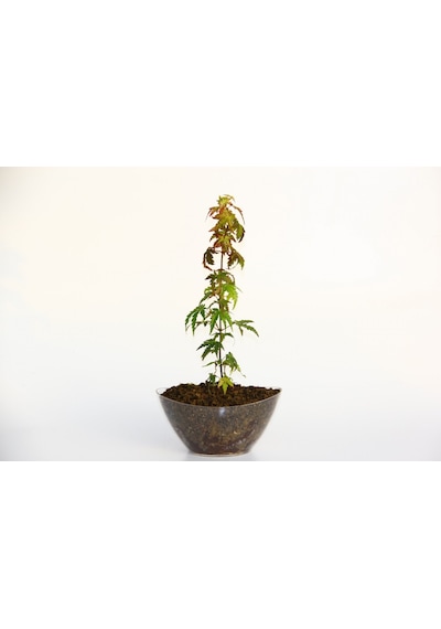 Bonsai Japon Akçaağacı Acer Palmatum Saydam Saksıda