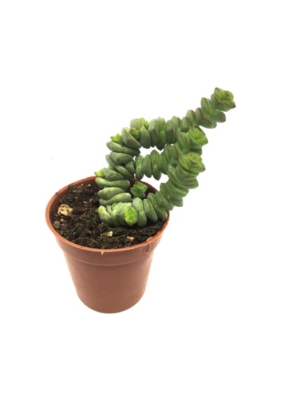 Crassula Marnieriana Tırtıl Sukulent