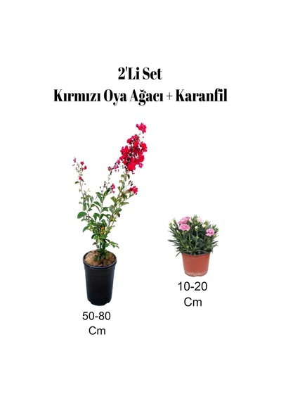 2'li Set Kırmızı Oya Ağacı Fidanı+ Karanfil Dış Mekan Bitkisi