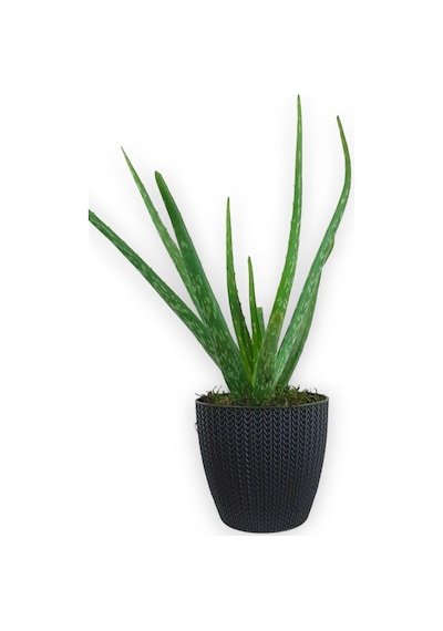 Aloe Vera Bitkisi Antrasit Sümela Saksıda
