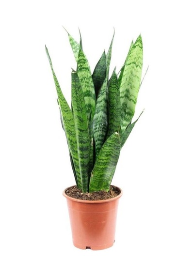 Videolu Kılıç Çiçeği Fidanı 30-50 Cm Saksılı Çiçekli Bodur Bitkiler Gladiolus