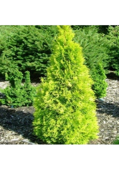 Altuni Mazı Fidanı 25-35 Cm