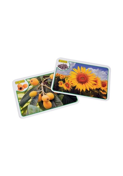 İlk 50 Meyve Sebze Eğitici Eşleştirme Ve Bilgi Kartları Diytoy