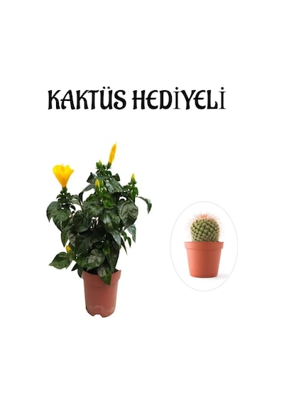 Sarı Renk Japon Gülü Çiçeği Sevgililer Gününe Özel Kaktüs Hediyeli