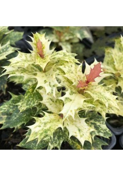 Osmanthus Heterophyllus Alacalı Fidan 1-2 Yaş Arası