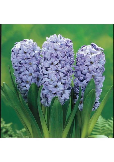 İthal Sümbül Soğanı Mavi Hyacinth Blue