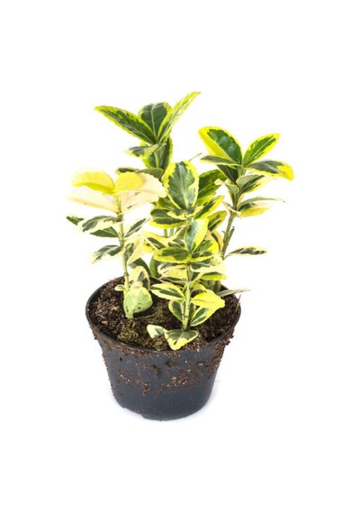 Favori Ürün Altuni Gold Taflan Doğal Çit 25 45 Cm 1 Adet Saksılı Dış Mekan Bitkisi Euonymus