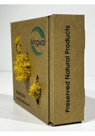 Reindermoss Şoklanmış Norveç Yosunu Terarium Yosunu Sarı 100 Gr.