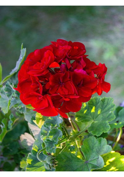 Videolu Kırmızı Sakız Sardunya 30 50 Cm 1 Adet Saksılı Çiçekli Bodur Bitki Geranium